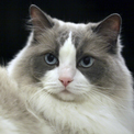 Pet Portraits