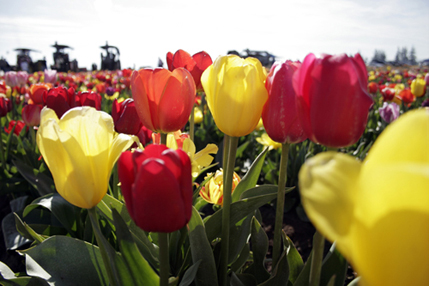 Tulip Festival 2010